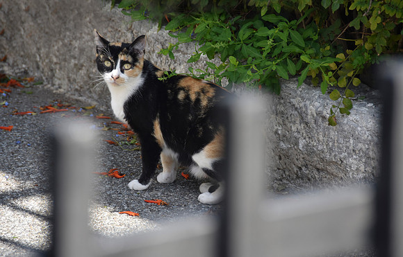 Gatto