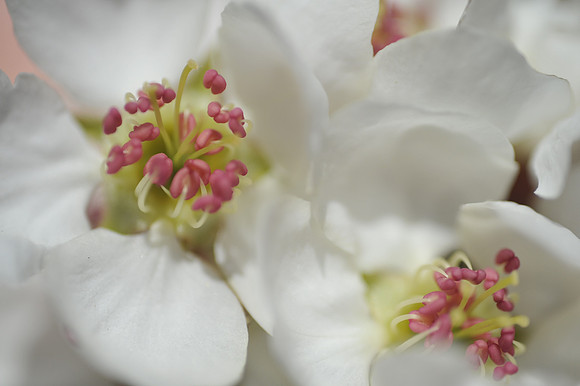 Blossom detail