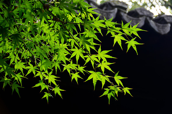 Chinese Garden Leaves