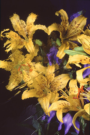 Day Lilies s