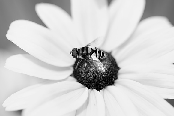 Bee ing