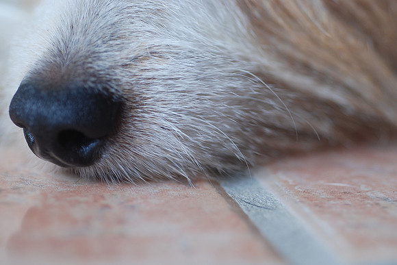 Who nose?