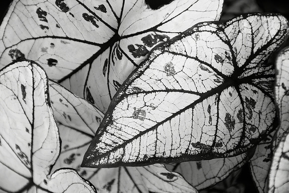 Caladium 1 leaf