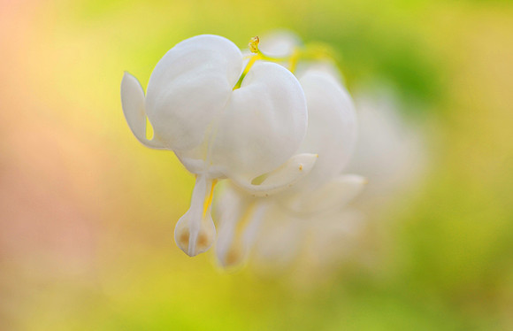 Bleeding Heart Dream