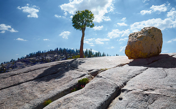 Rock, flowers and tree