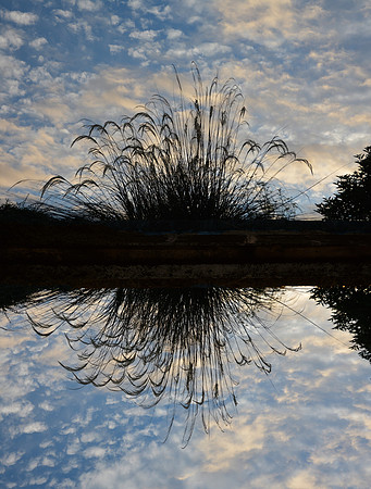 Weeds at Sunset