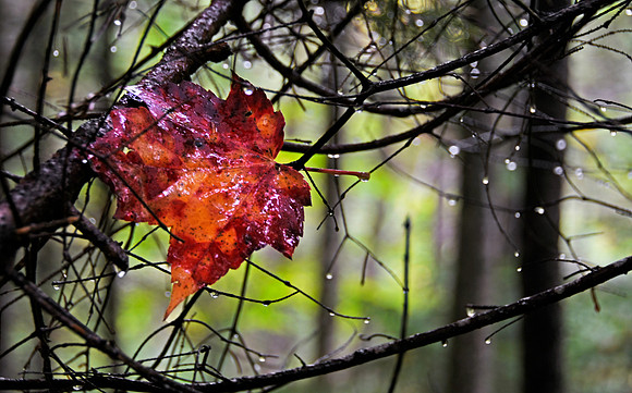 Rainy Day Color