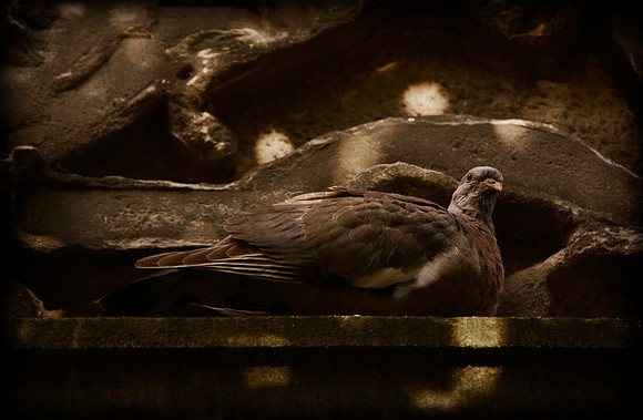 The Perch