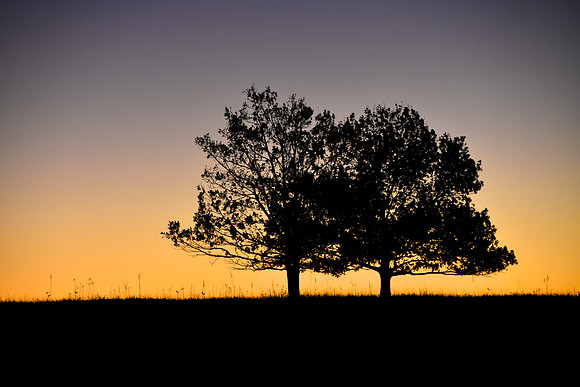 Trees on the summit