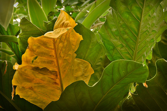 Luthy Leaf