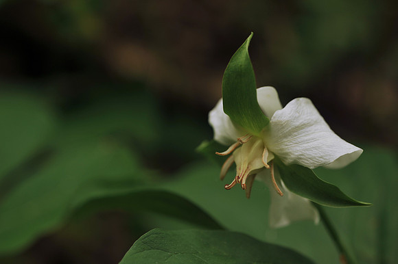 Foret Beauty
