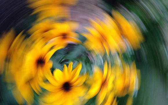 Daisey Swirl