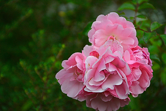 Dublin Garden