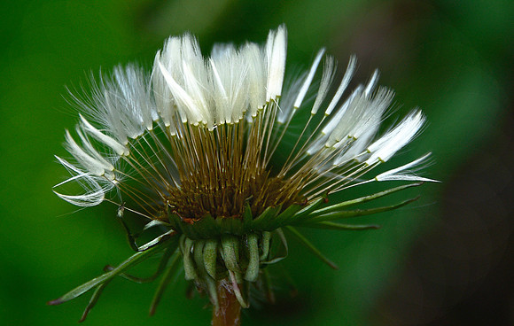 Feathers