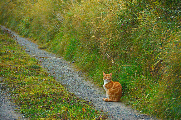 Irish Cat 2
