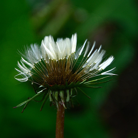 Dandelion Crown