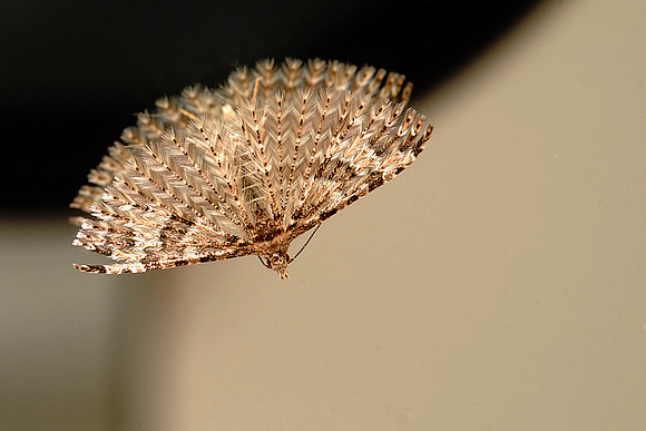 Utah moth