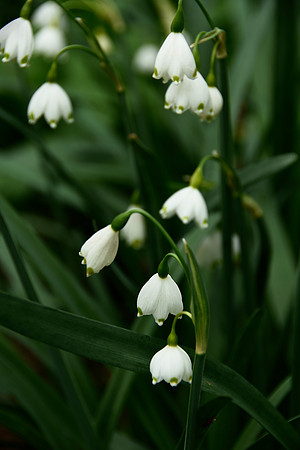 Bells