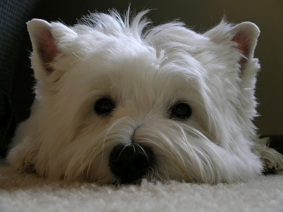 Cutest dog ever