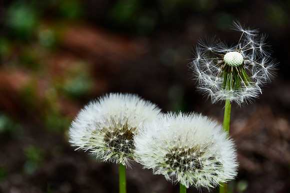 Dandelion Crown