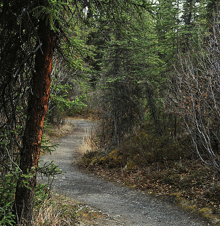 A walk in the Alaskan woods