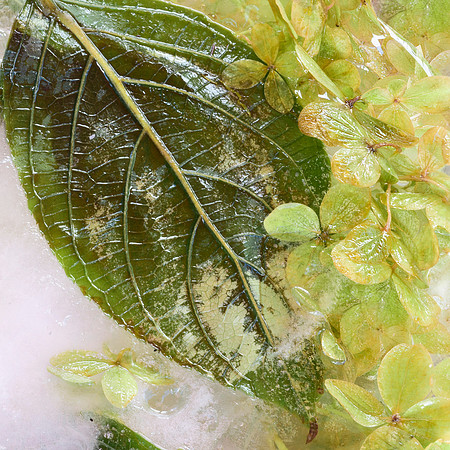 Hydrangea in Ice