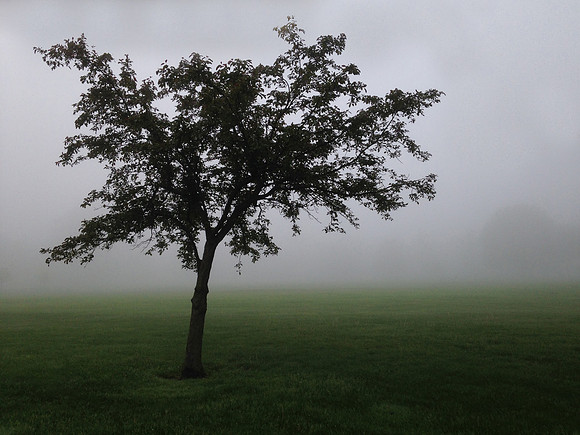 Foggy Morning