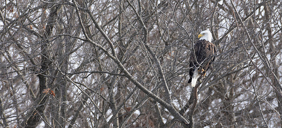 Eagel on watch