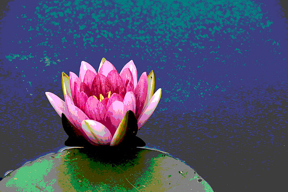 Lily Pad Dream