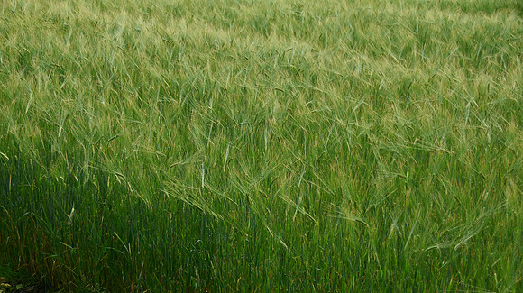 Finish Wheat Field