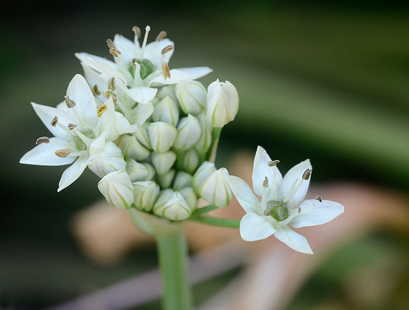 Wednesday's flower