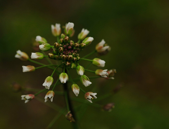 Wild Bouquet