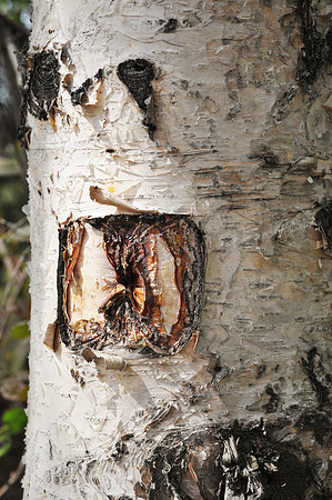 Natural Texture