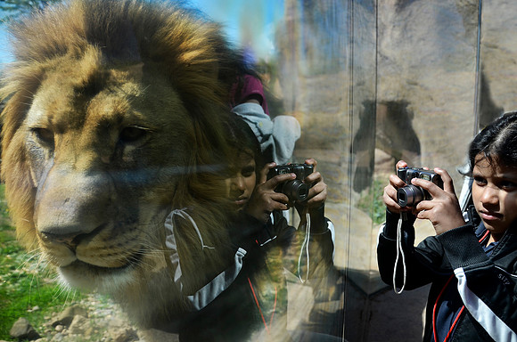 The Lion and the photographer