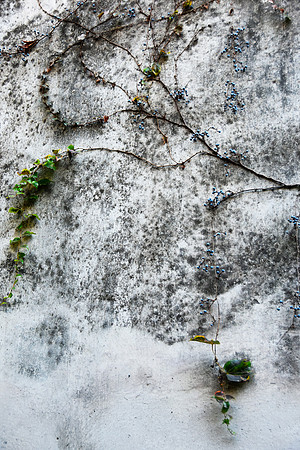 The Garden Wall