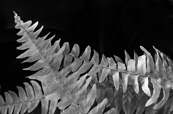 Fern bw