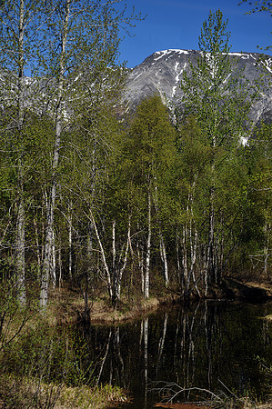 Birch and Pool