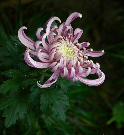 Chrysanthemum II
