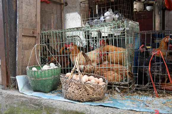 Fowl Vender, fresh eggs
