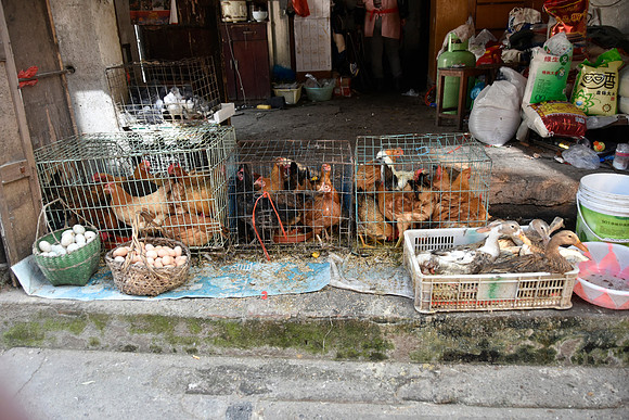 Fowl Vender
