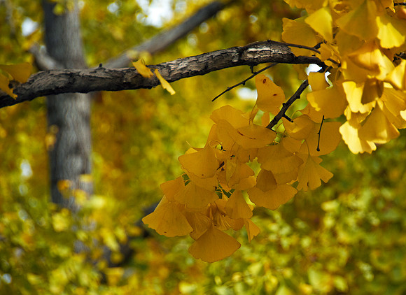 Ginko Splender