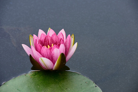 Lily Pad and bloom