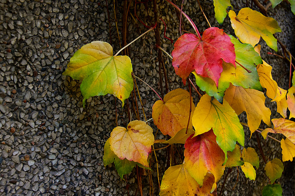 Pure Fall Color 4 x 6
