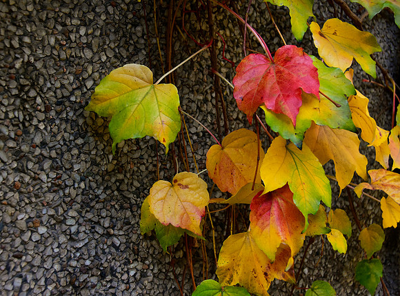 Pure Fall Color