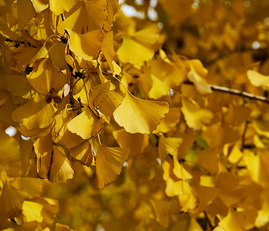 Tiananmen Square Ginko Leaves II