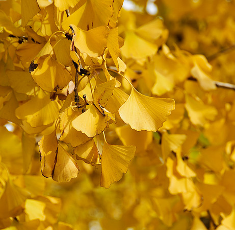 Tiananmen Square Ginko Leaves