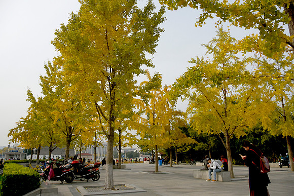 Tiananmen Square Ginko Trees