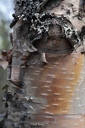 Bark Design