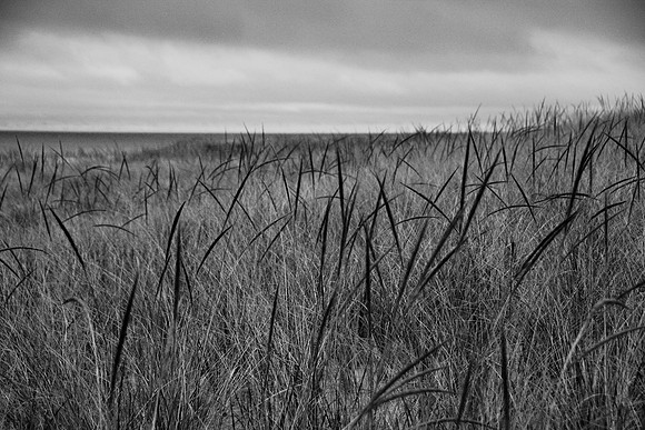 Grasses
