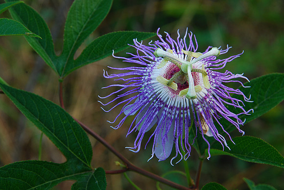 Wild Passion Flower